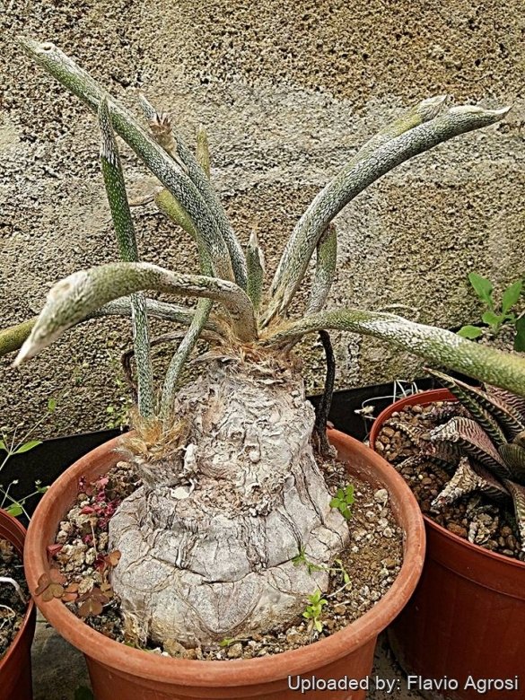 Astrophytum caput-medusae