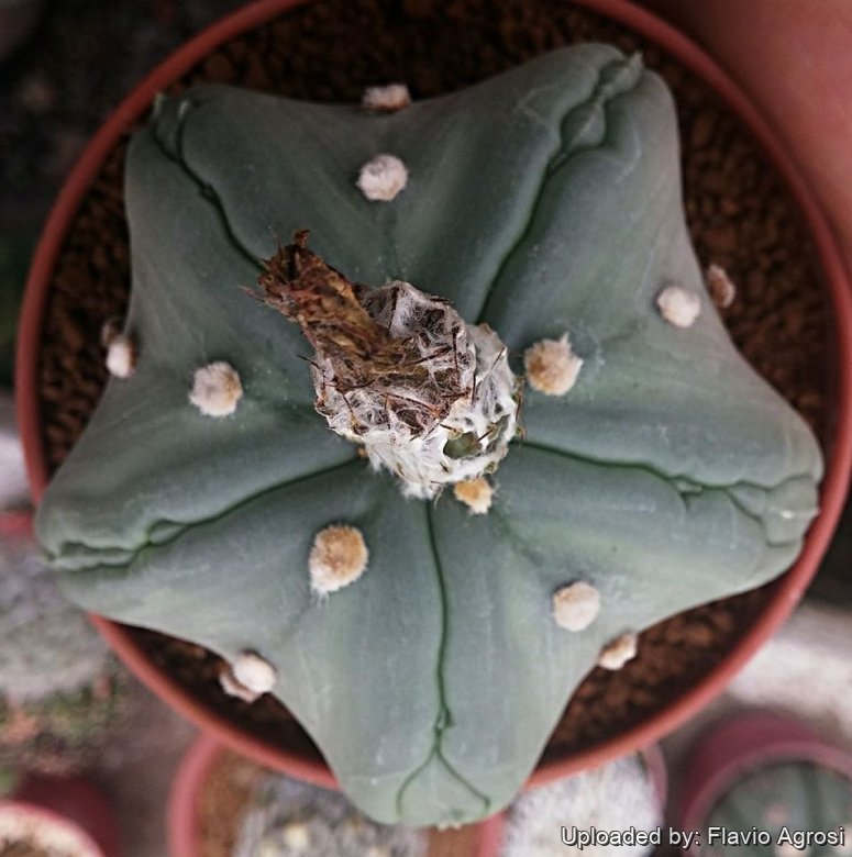 Astrophytum asterias cv. Goryo Kabuto (Five Ribs) + Ruri