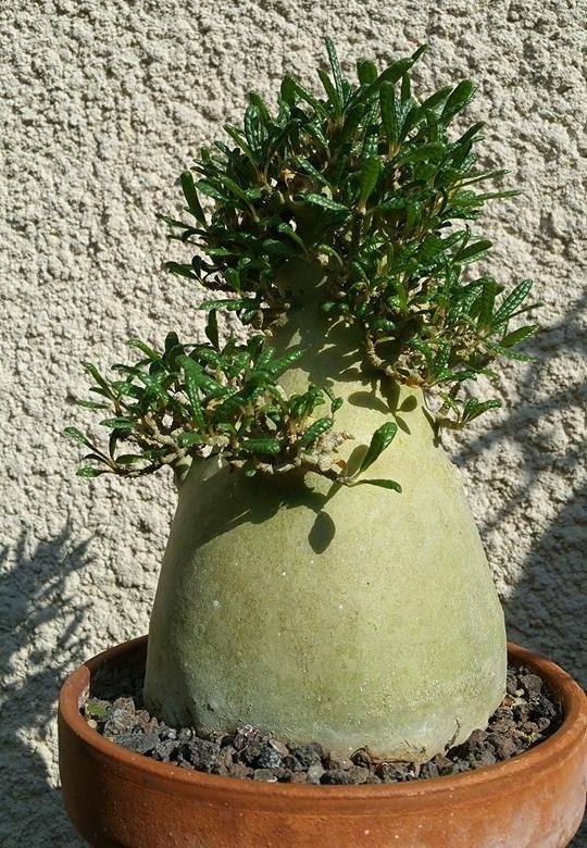 Dorstenia gigas f. bullata