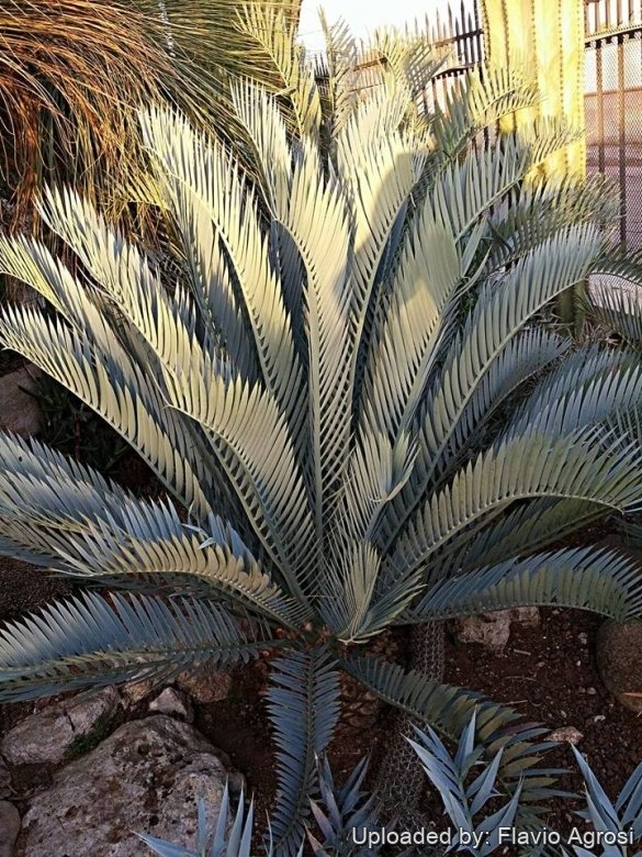 Zamia lehmanniana
