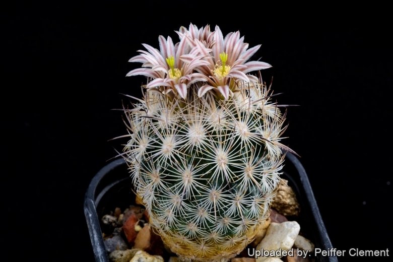 Echinomastus mapimiensis