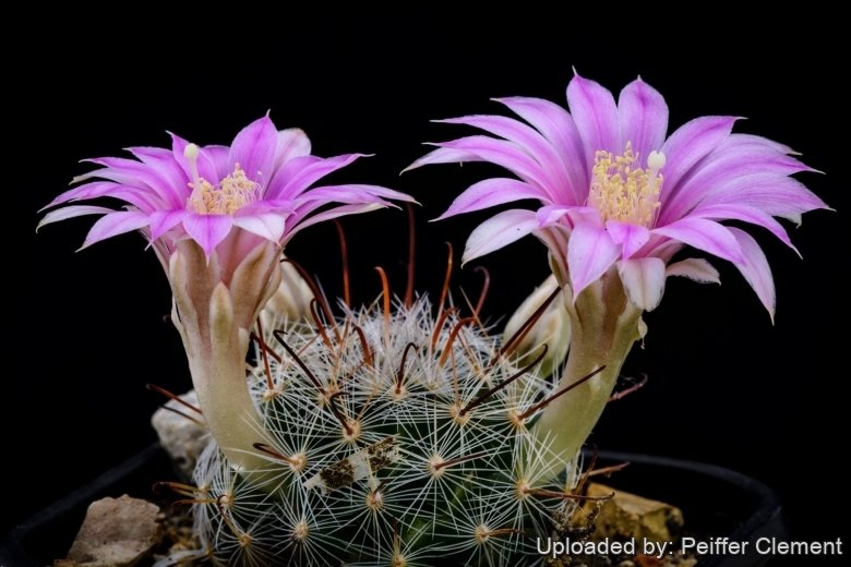 Mammillaria longiflora