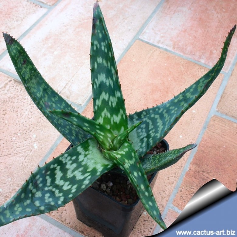 Aloe zebrina