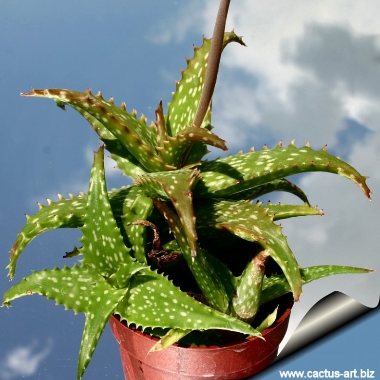 aloe vera muskelgel Ocean Potion After-Sun Gel main image 0