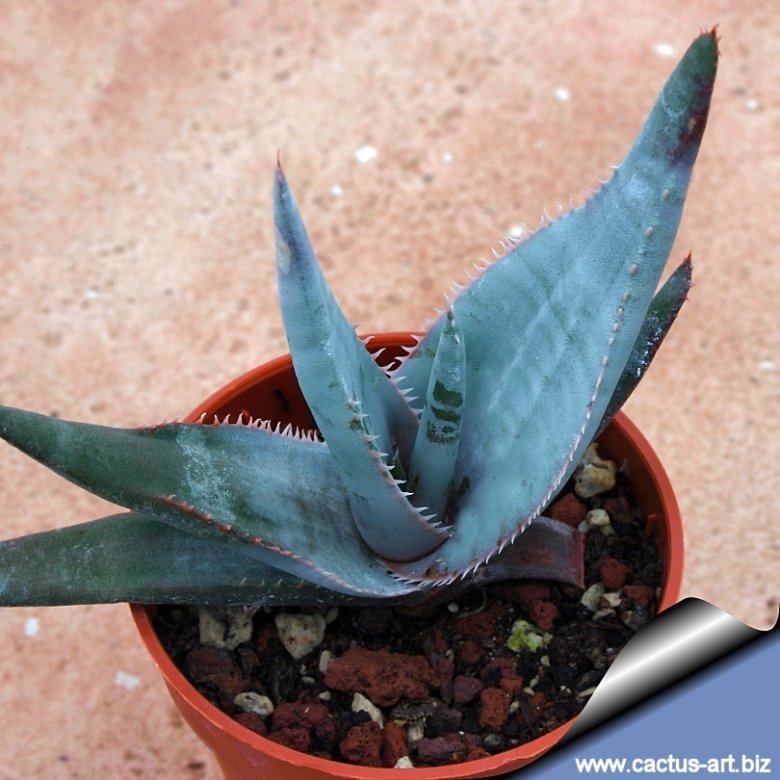 Aloe laeta