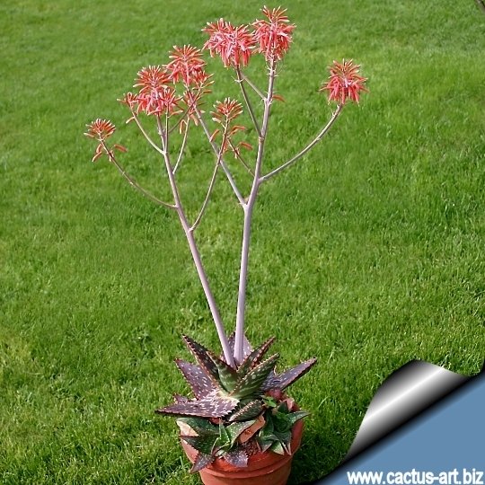 bonsai buch The Essential Bonsai Book : Techniques for Creating Beautiful Trees main image 0