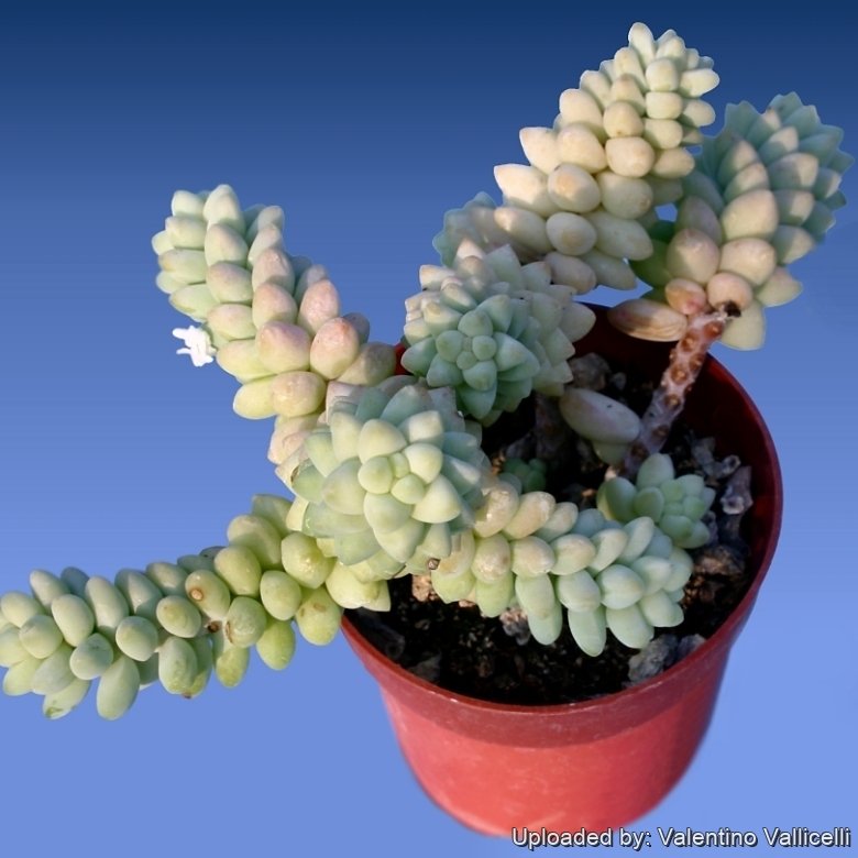 Plante Grasse Sedum Burrito (Queue D'Âne) Rare - Pot De 9cm - Portal Cool - Facile D'Entretien - 11