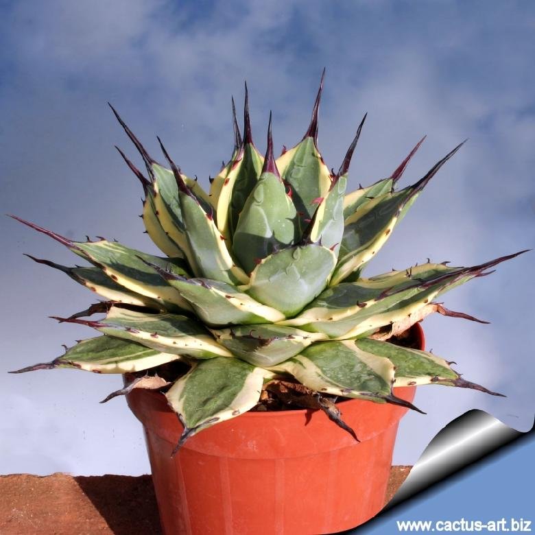 Agave parryi cv. Merico Nishiki