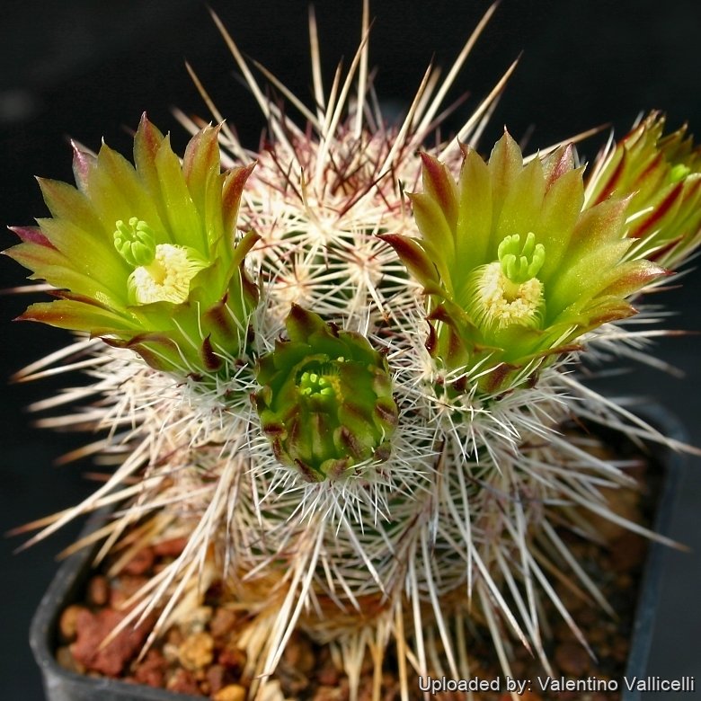 Echinocereus viridiflorus subs. chloranthus