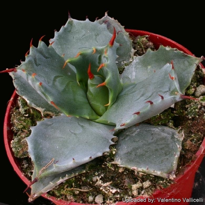 Agave potatorum var. verschaffeltii