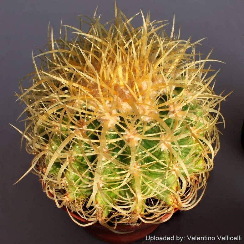 Echinocactus Grusonii Cactus Plant Is Covered In Long, Sharp Spines Arranged In Symmetrical Patterns 2km8nj7