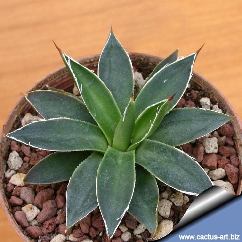 Agave filifera subs. schidigera f. compacta