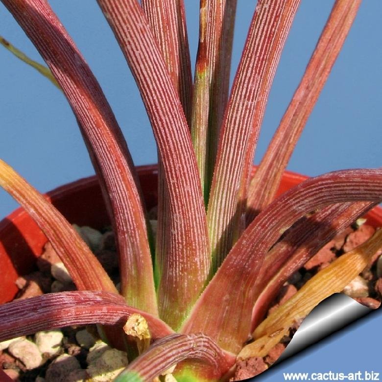 Agave stricta f. rubra