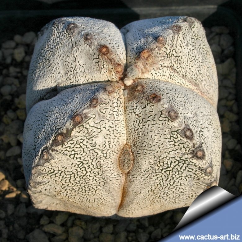 Astrophytum myriostigma cv. Onzuka quadricostatum