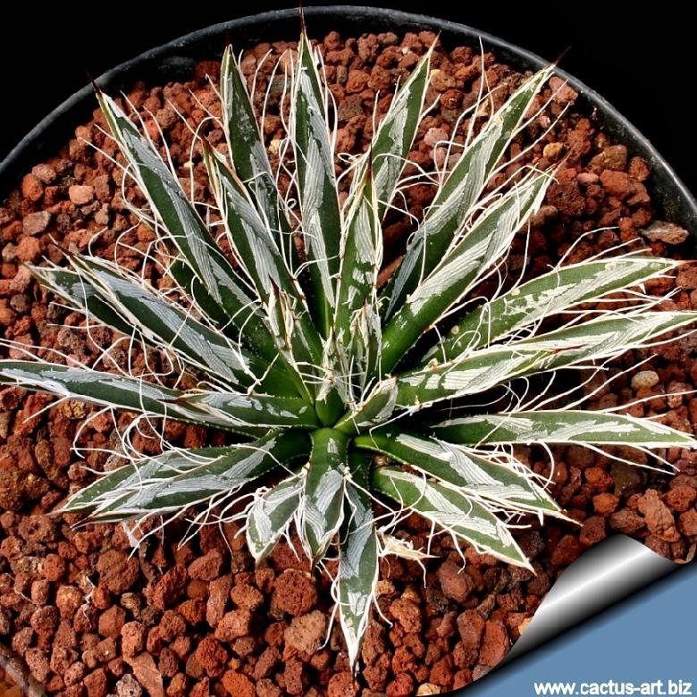guave agave Agave 'Caribbean Agave' Angustifolia Variegated