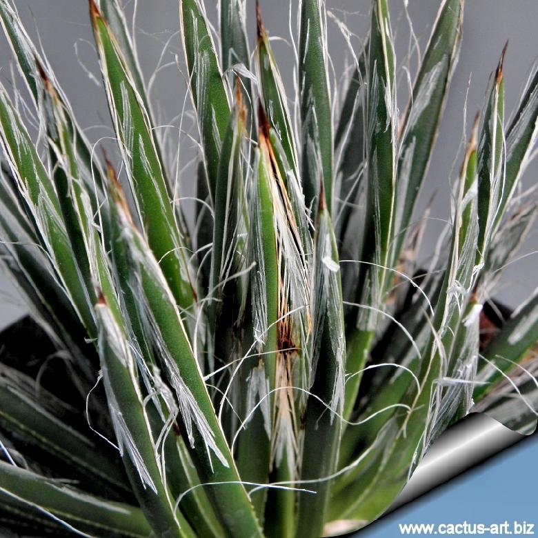 Agave toumeyana subs. bella