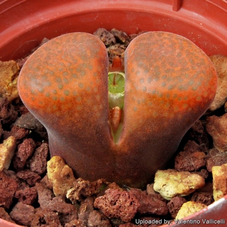 Conophytum sp. nov. aff. verrucosum CM142 Sidi Barani