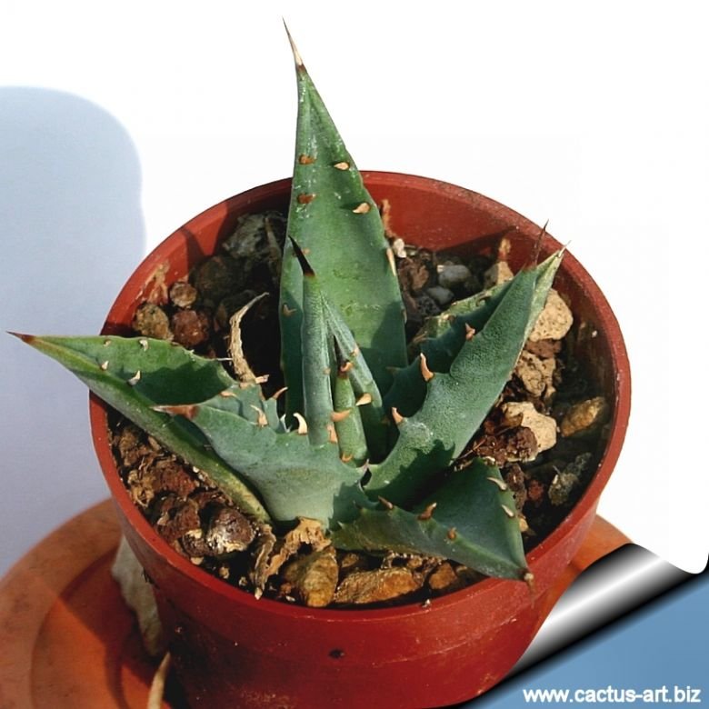 Agave utahensis var. nevadensis