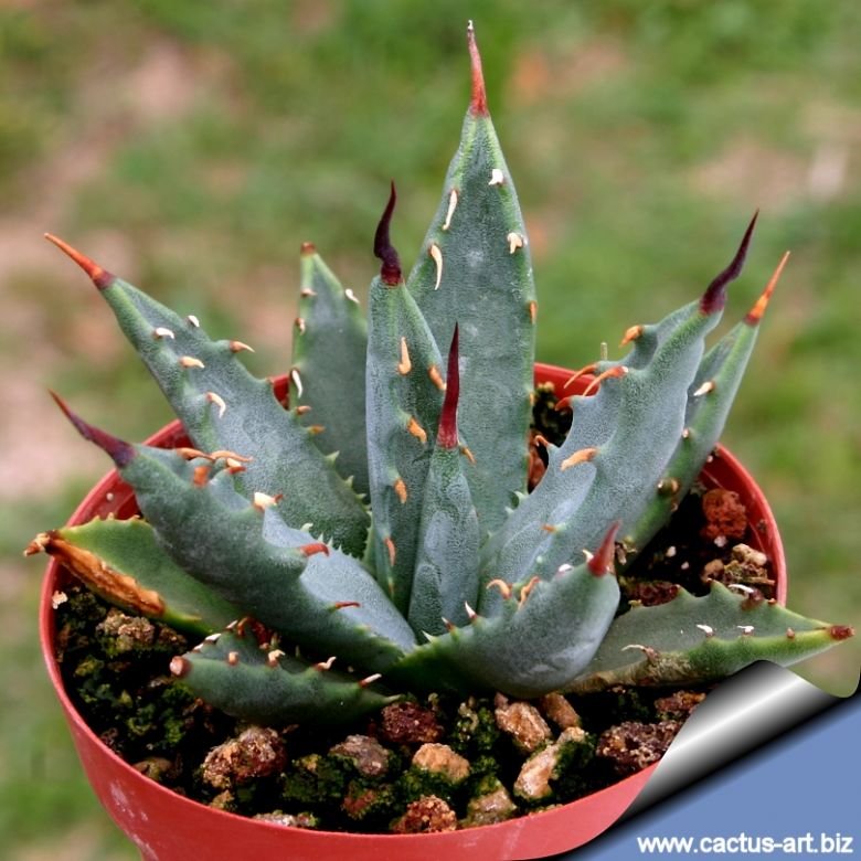 Agave utahensis var. nevadensis