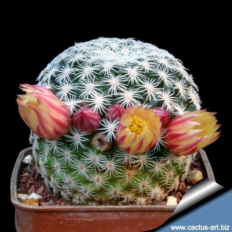 Mammillaria solisioides