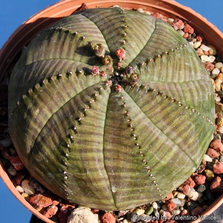 Euphorbia obesa subs. symmetrica