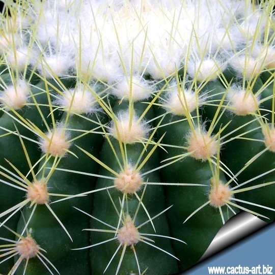 Echinocactus grusonii Golden Barrel 7