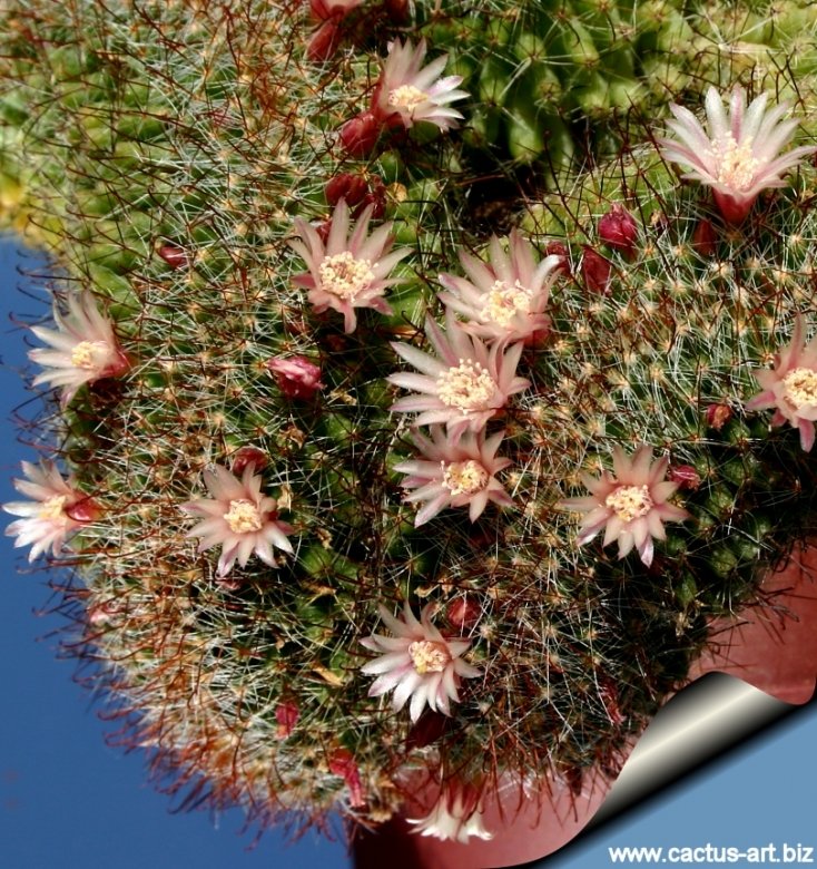 Mammillaria wildii f. cristata