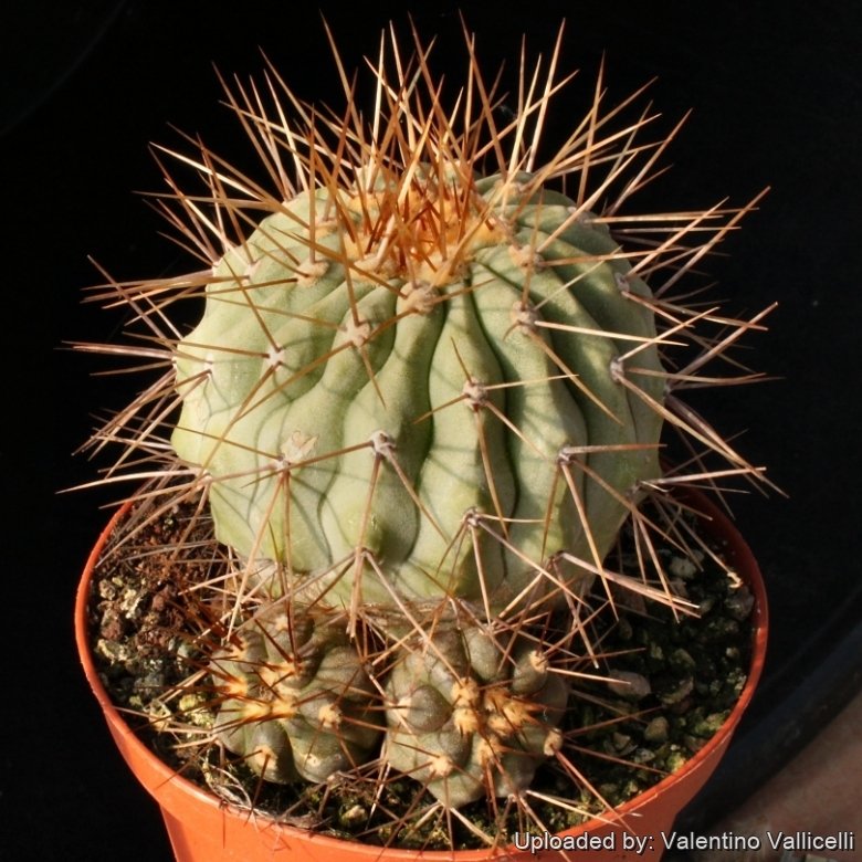 新品　COPIAPOA CINEREA  FlowerSeason Copiapoa x hybrid #85.7171 - Mesa Garden
