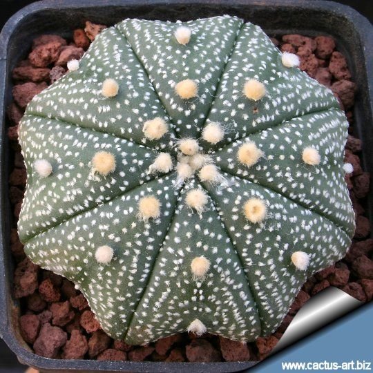 Astrophytum asterias cv. Star Type