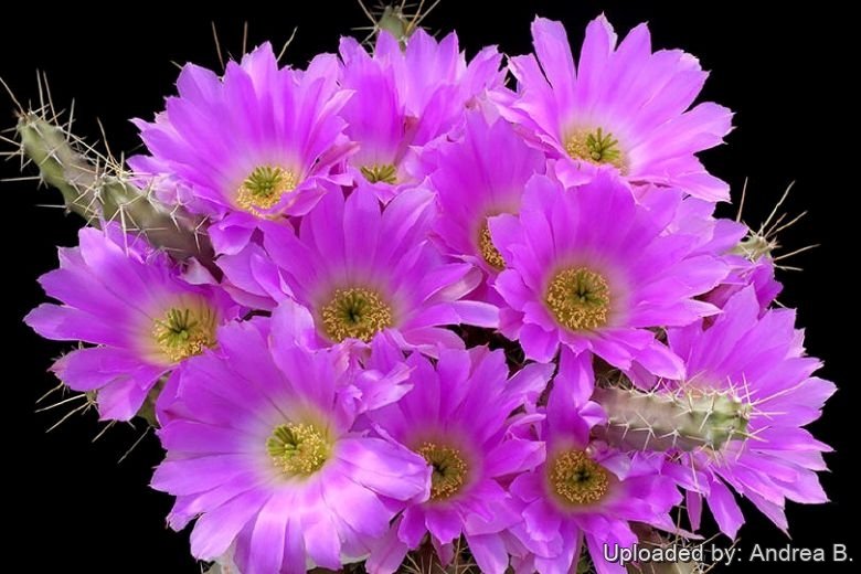 Echinocereus pentalophus