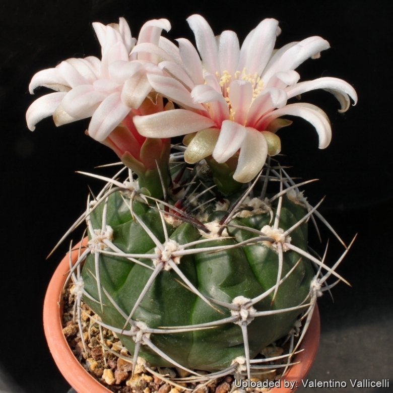 Gymnocalycium intertextum