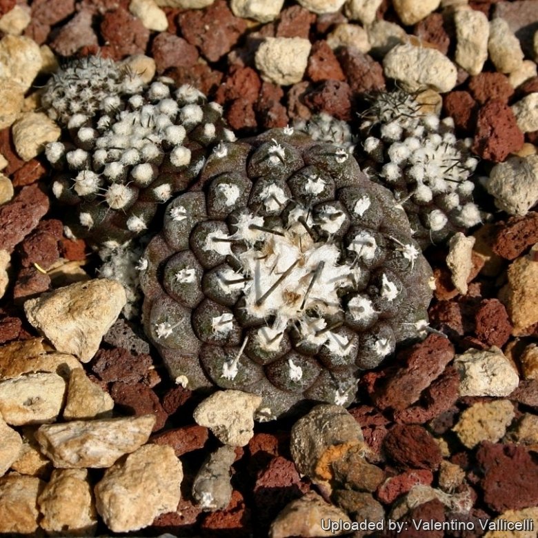 羅本製所COPIAPOA MONSTER Blue Skinned H Copiapoa humilis subs. tenuissima f. monstruosa