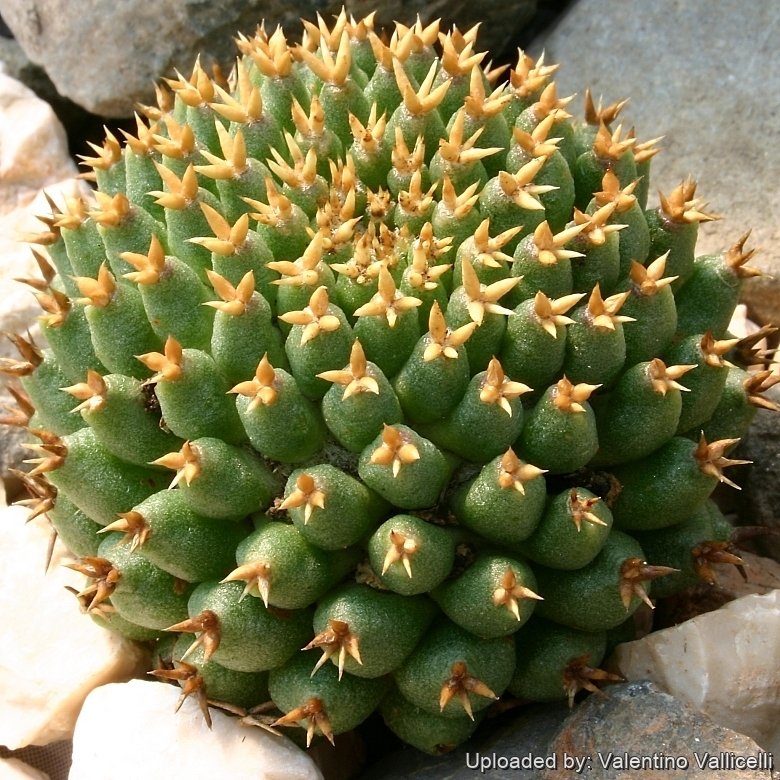 Mammillaria decipiens subs. camptotricha cv. Bru