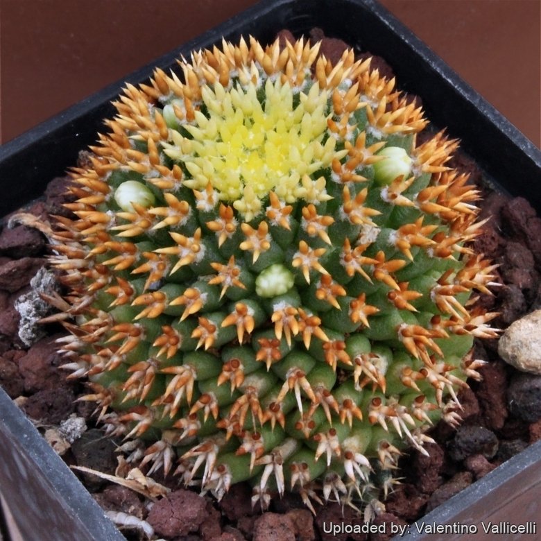pht_5471_l.jpg