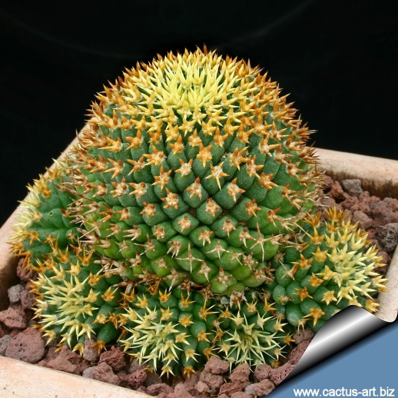 Mammillaria camptotricha cv. Bru