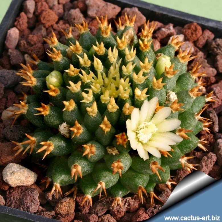 Mammillaria decipiens subs. camptotricha cv. Bru