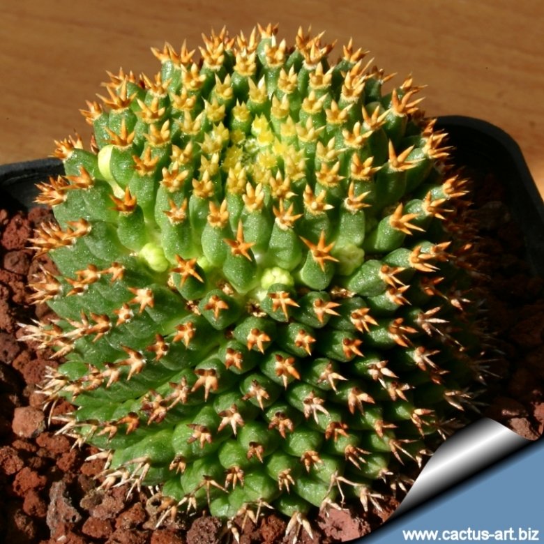 Mammillaria decipiens subs. camptotricha cv. Bru