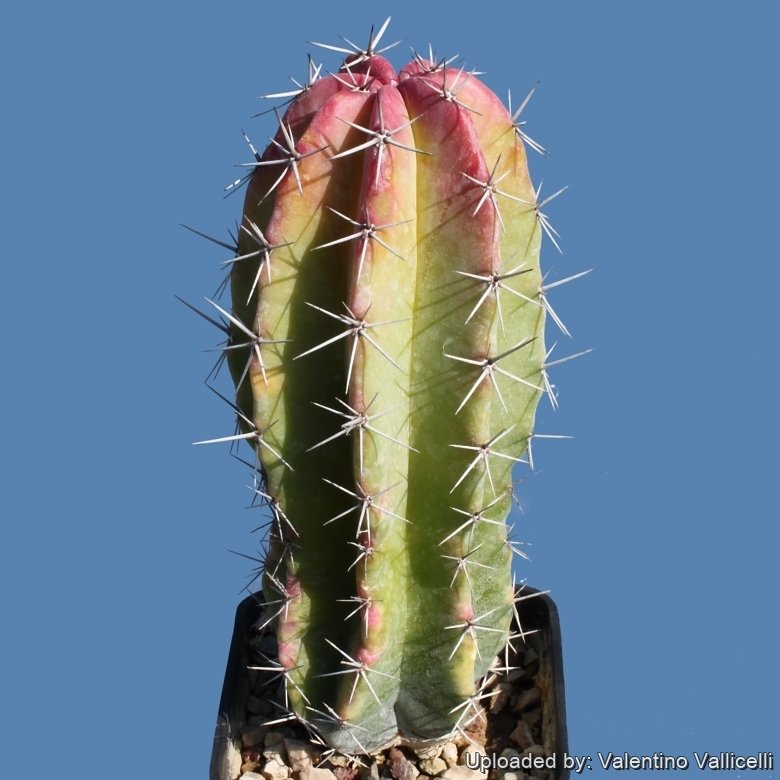 Polaskia chichipe