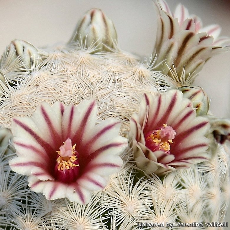 Mammillaria egregia