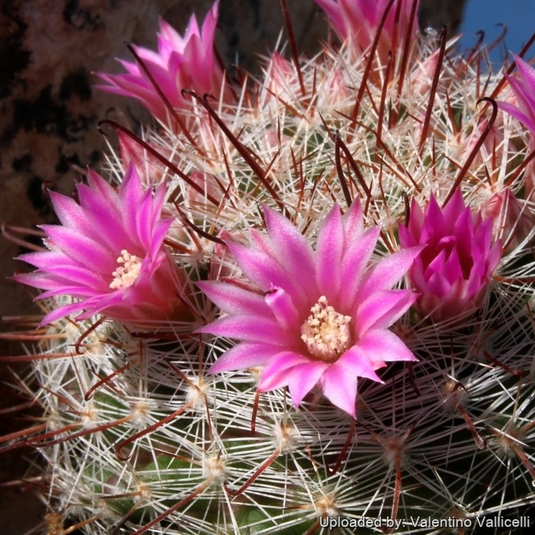 Mammillaria mercadensis var. guillauminiana