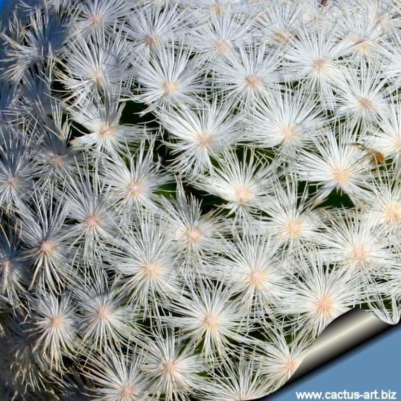 Mammillaria humboldtii