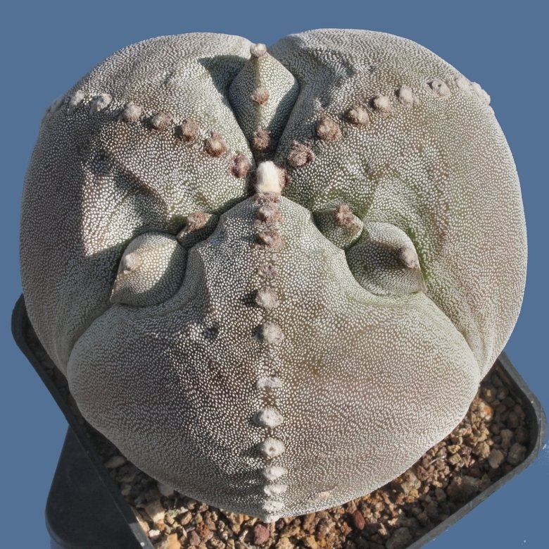 Astrophytum myriostigma f. tricostatum