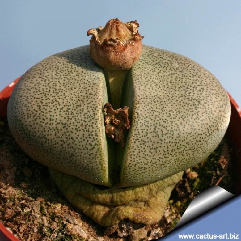 Semi Di Pleiospilos Tricolore - 40 Semi Con Substrato - Pianta Grasa Che Sembra Pietra - Foto 6