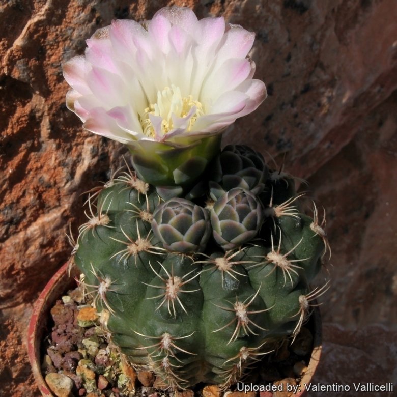 Gymnocalycium bruchii subs. matznetteri