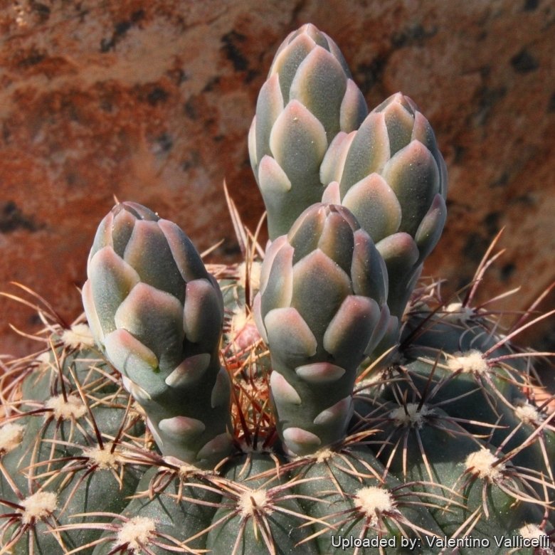 Gymnocalycium erinaceum
