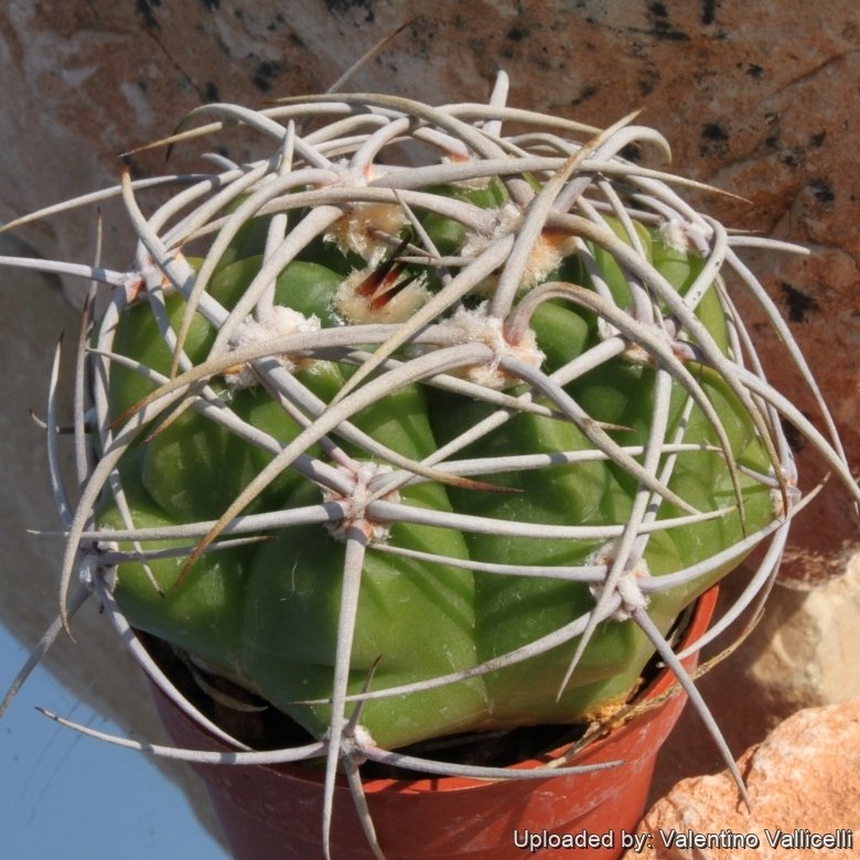 Gymnocalycium intertextum