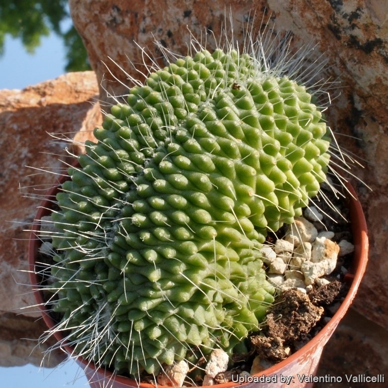 Mammillaria spinosissima cv. Un Pico cristata