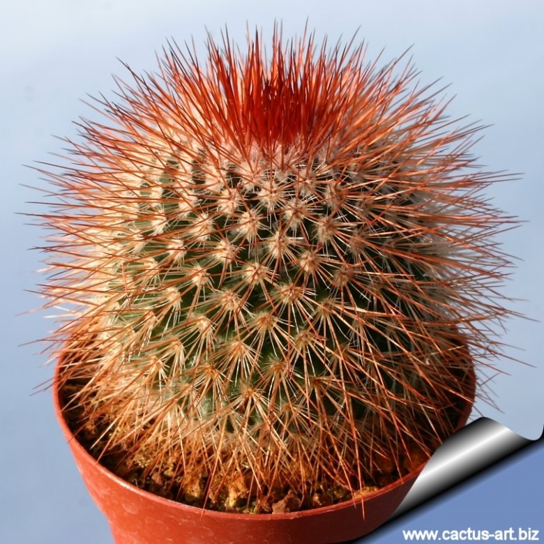 Mammillaria spinosissima f. rubrispina