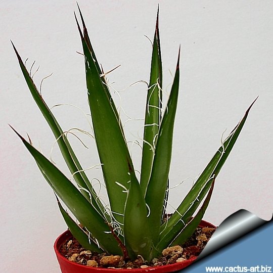 Agave schidigera