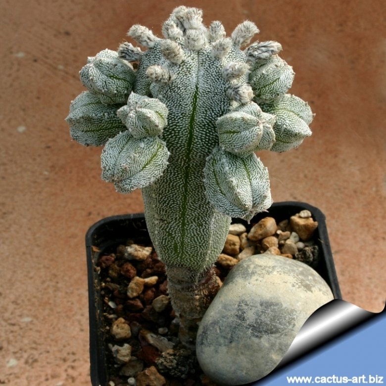 Astrophytum myriostigma cv. Hubuki
